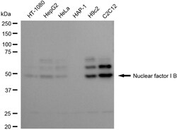 Invitrogen NFIB Recombinant Rabbit Monoclonal Antibody (24GB3600) 100 &mu;L;
