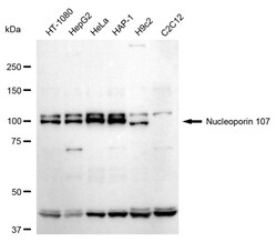 Invitrogen NUP107 Recombinant Rabbit Monoclonal Antibody (24GB155) 100