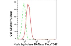 Invitrogen NUDT19 Recombinant Rabbit Monoclonal Antibody (24GB150):Antibodies:Primary