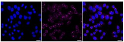 Invitrogen NUDT19 Recombinant Rabbit Monoclonal Antibody (24GB150):Antibodies:Primary