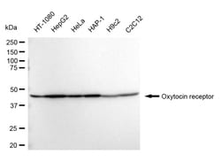 Invitrogen Oxytocin Receptor Recombinant Rabbit Monoclonal Antibody (24GB560)
