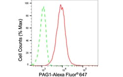 Invitrogen PAG1 Recombinant Rabbit Monoclonal Antibody (24GB685) 100 &mu;L;