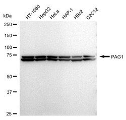 Invitrogen PAG1 Recombinant Rabbit Monoclonal Antibody (24GB685) 100 &mu;L;