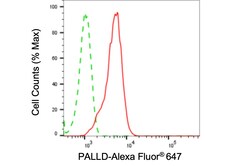 Invitrogen Palladin Recombinant Rabbit Monoclonal Antibody (24GB4125) 20