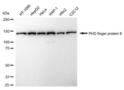 Invitrogen PHF8 Recombinant Rabbit Monoclonal Antibody (24GB945) 100 &mu;L;