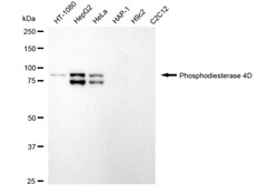 Invitrogen PDE4D Recombinant Rabbit Monoclonal Antibody (24GB4095):Antibodies:Primary