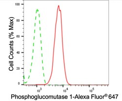 Invitrogen PGM1 Recombinant Rabbit Monoclonal Antibody (24GB4115):Antibodies:Primary