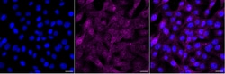 Invitrogen Phospho-LAT (Tyr220) Recombinant Rabbit Monoclonal Antibody