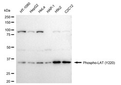 Invitrogen Phospho-LAT (Tyr220) Recombinant Rabbit Monoclonal Antibody