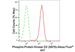 Invitrogen Phospho-PRKD2 (Ser876) Recombinant Rabbit Monoclonal Antibody