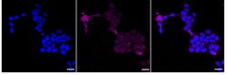 Invitrogen Phospho-PRKD2 (Ser876) Recombinant Rabbit Monoclonal Antibody