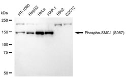 Invitrogen Phospho-SMC1 (Ser957) Recombinant Rabbit Monoclonal Antibody
