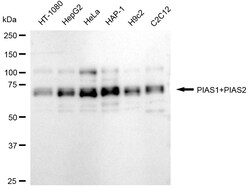 Invitrogen PIAS1/PIAS2 Recombinant Rabbit Monoclonal Antibody (24GB920)