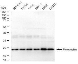 Invitrogen Pleiotrophin Recombinant Rabbit Monoclonal Antibody (24GB1110):Antikörper:Primärantikörper