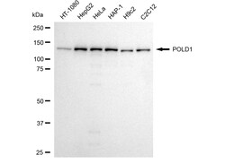 Invitrogen POLD1 Recombinant Rabbit Monoclonal Antibody (24GB4155) 100
