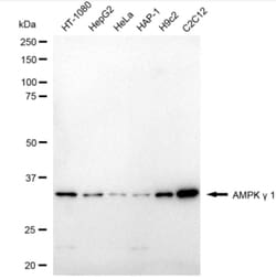 Invitrogen AMPK gamma-1 Recombinant Rabbit Monoclonal Antibody (24GB3285)