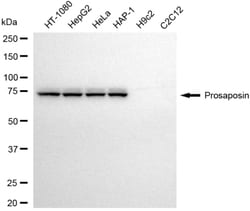 Invitrogen PSAP Recombinant Rabbit Monoclonal Antibody (24GB5265) 20 &mu;L;