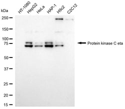 Invitrogen PKC eta Recombinant Rabbit Monoclonal Antibody (24GB1480) 20