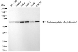 Invitrogen PRC1 Recombinant Rabbit Monoclonal Antibody (24GB3900) 20 &mu;L;