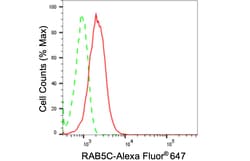 Invitrogen RAB5C Recombinant Rabbit Monoclonal Antibody (24GB3875) 20 &mu;L;