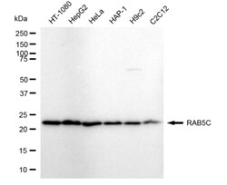 Invitrogen RAB5C Recombinant Rabbit Monoclonal Antibody (24GB3875) 20 &mu;L;
