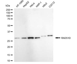 Invitrogen RAD51D Recombinant Rabbit Monoclonal Antibody (24GB5175) 20