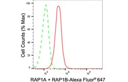 Invitrogen RAP1A/RAP1B Recombinant Rabbit Monoclonal Antibody (24GB1030)