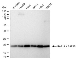 Invitrogen RAP1A/RAP1B Recombinant Rabbit Monoclonal Antibody (24GB1030)