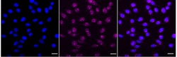 Invitrogen RYK Recombinant Rabbit Monoclonal Antibody (24GB5080) 100 &mu;L;