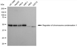Invitrogen RCC1 Recombinant Rabbit Monoclonal Antibody (24GB4175) 20 &mu;L;