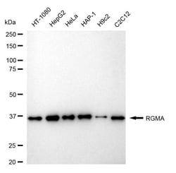 Invitrogen RGMA Recombinant Rabbit Monoclonal Antibody (24GB1320):Antibodies:Primary