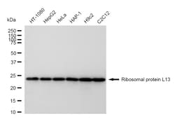 Invitrogen RPL13 Recombinant Rabbit Monoclonal Antibody (24GB770) 20 &mu;L;
