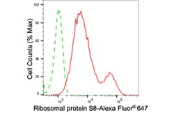 Invitrogen RPS8 Recombinant Rabbit Monoclonal Antibody (24GB4120) 100 &mu;L;