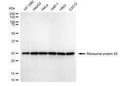 Invitrogen RPS8 Recombinant Rabbit Monoclonal Antibody (24GB4120) 100 &mu;L;
