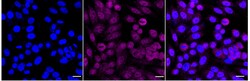 Invitrogen RNF7 Recombinant Rabbit Monoclonal Antibody (24GB5200):Antibodies:Primary