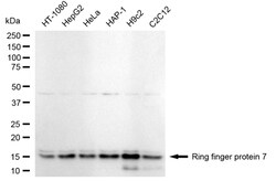 Invitrogen RNF7 Recombinant Rabbit Monoclonal Antibody (24GB5200) 100 &mu;L;
