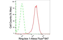 Invitrogen ROC1 Recombinant Rabbit Monoclonal Antibody (24GB950):Anticorps:Anticorps