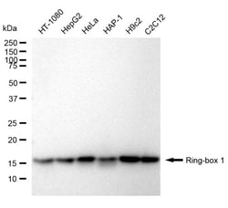 Invitrogen ROC1 Recombinant Rabbit Monoclonal Antibody (24GB950):Anticorps:Anticorps