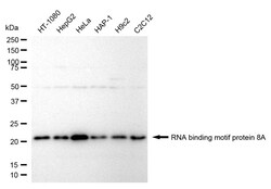 Invitrogen RBM8A Recombinant Rabbit Monoclonal Antibody (24GB1020) 100