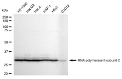 Invitrogen POLR2C Recombinant Rabbit Monoclonal Antibody (24GB1535) 20