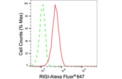 Invitrogen RIG-I Recombinant Rabbit Monoclonal Antibody (24GB1195) 20 &mu;L;