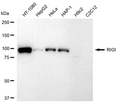 Invitrogen RIG-I Recombinant Rabbit Monoclonal Antibody (24GB1195) 20 &mu;L;