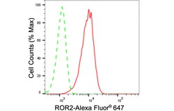 Invitrogen ROR2 Recombinant Rabbit Monoclonal Antibody (24GB1065) 20 &mu;L;