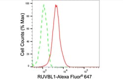 Invitrogen RUVBL1 Recombinant Rabbit Monoclonal Antibody (24GB1255):Anticuerpos:Anticuerpos