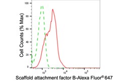 Invitrogen SAFB Recombinant Rabbit Monoclonal Antibody (24GB4110) 100 &mu;L;