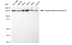 Invitrogen SAFB Recombinant Rabbit Monoclonal Antibody (24GB4110) 100 &mu;L;