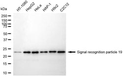 Invitrogen SRP19 Recombinant Rabbit Monoclonal Antibody (24GB1815) 20 &mu;L;