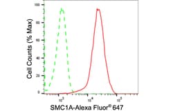 Invitrogen SMC1 Recombinant Rabbit Monoclonal Antibody (24GB2075):Antibodies:Primary