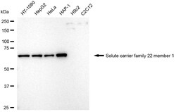 Invitrogen SLC22A1 Recombinant Rabbit Monoclonal Antibody (24GB2510) 20