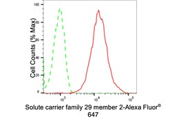 Invitrogen ENT2 Recombinant Rabbit Monoclonal Antibody (24GB2370):Antibodies:Primary